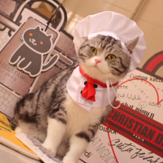 cat wearing chef outfit