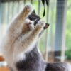 Cat Stick with Feather Toy - Image 4