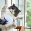 Cat Stick with Feather Toy - Image 5